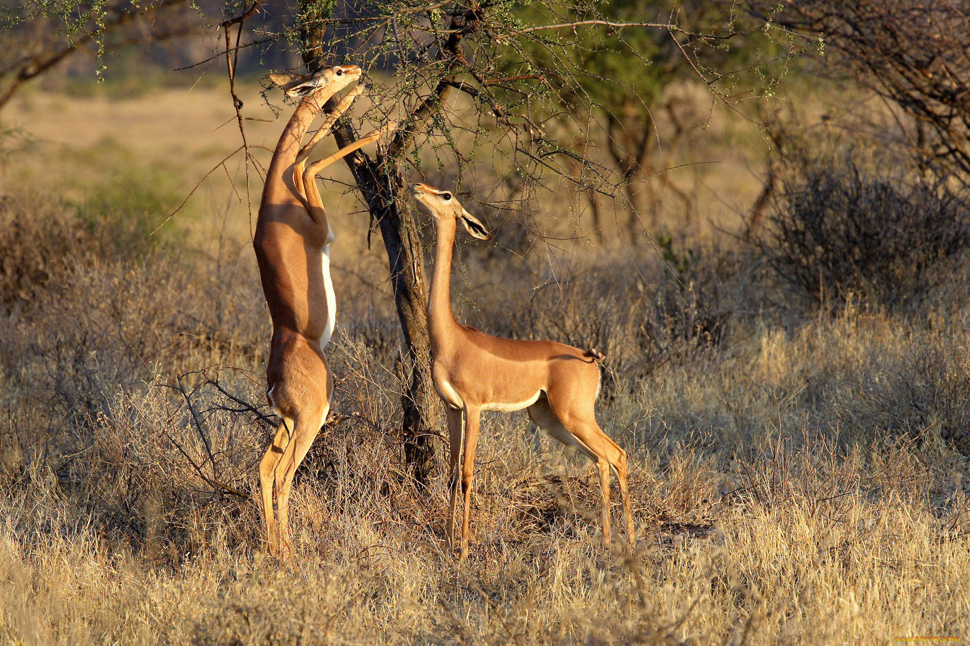 gerenuk, , , , , , , , 